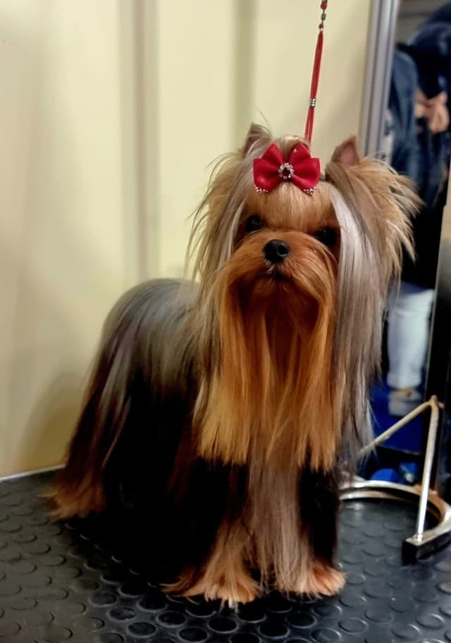 Yorkshire Terrier Puppies media 18