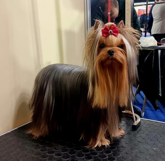 Yorkshire Terrier Puppies media 17