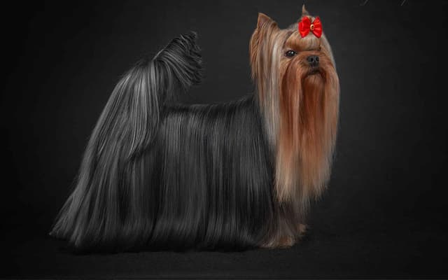 Yorkshire Terrier Puppies media 14