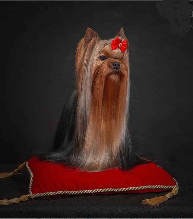 Yorkshire Terrier Puppies media 19
