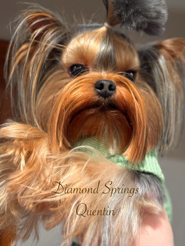 Yorkshire Terrier Puppies media 2