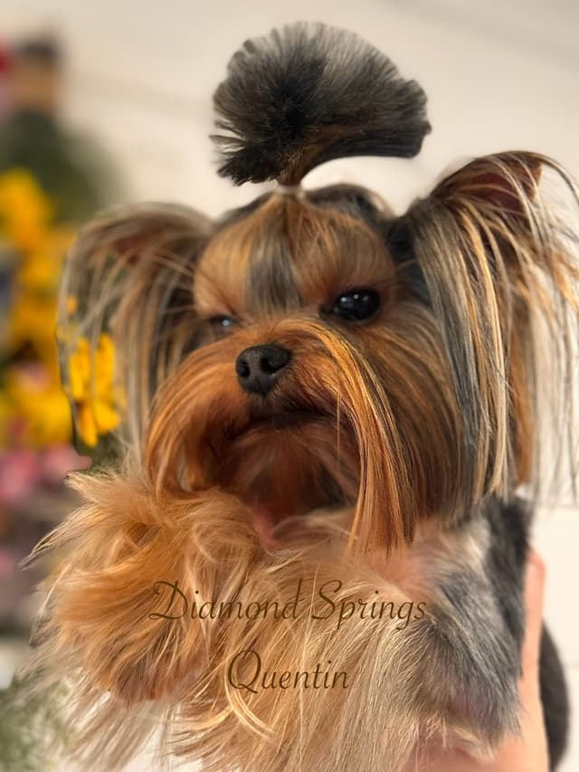 Yorkshire Terrier Puppies media 3