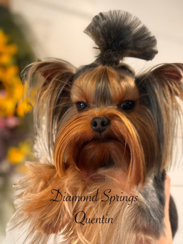 Yorkshire Terrier Puppies media 4