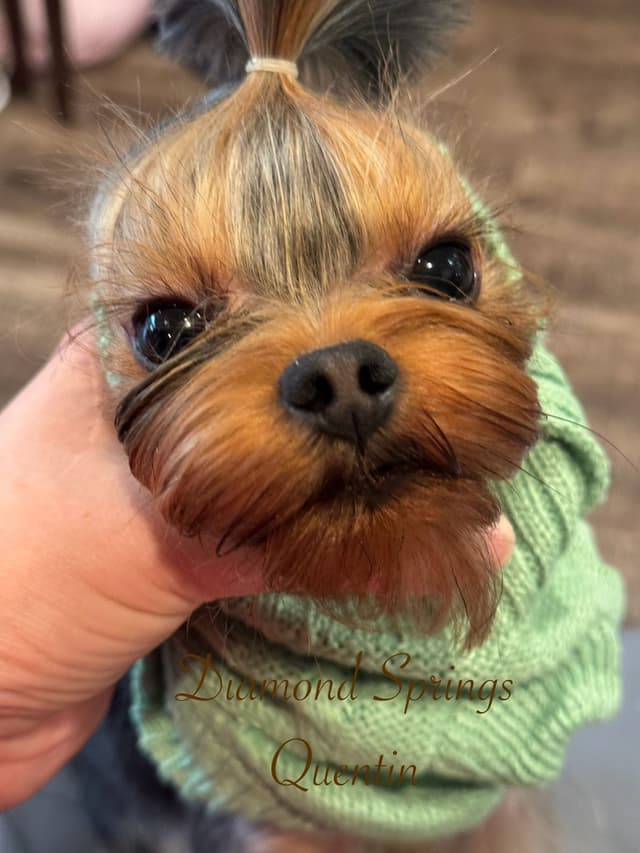 Yorkshire Terrier Puppies media 5