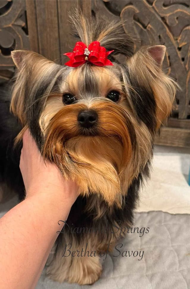 Yorkshire Terrier Puppies media 5