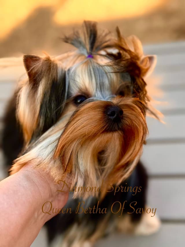 Yorkshire Terrier Puppies media 6