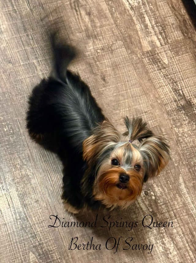 Yorkshire Terrier Puppies media 7