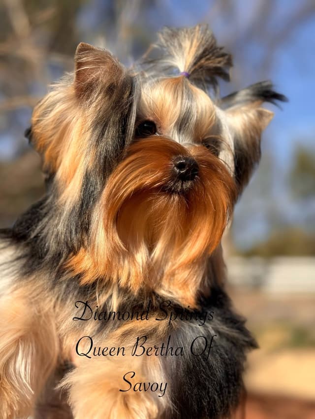 Yorkshire Terrier Puppies media 8