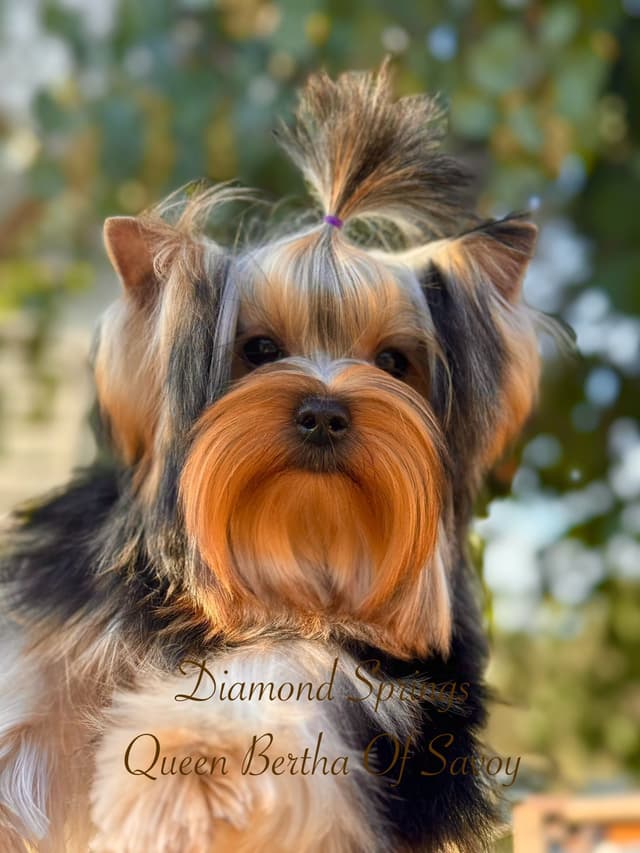 Yorkshire Terrier Puppies media 9