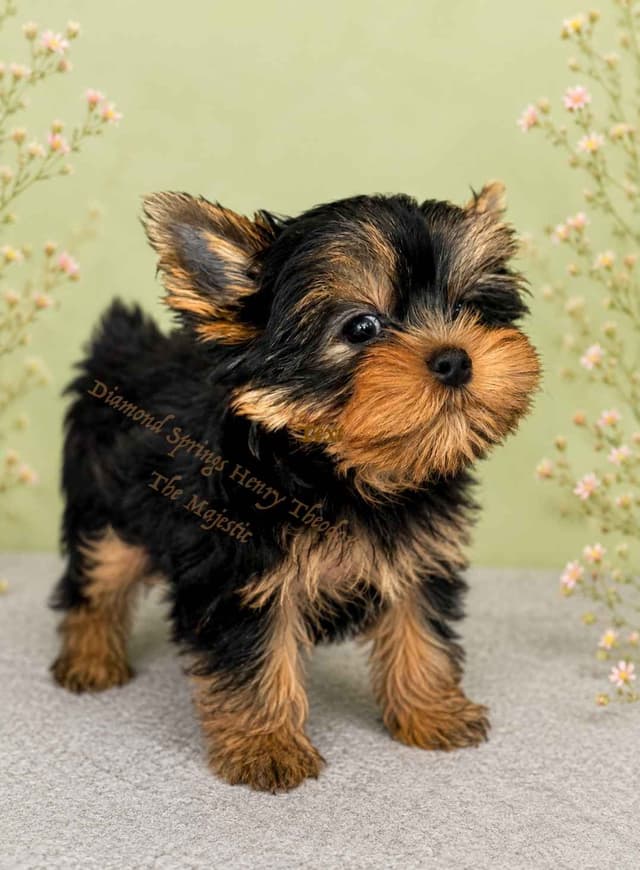 Yorkshire Terrier Puppies media 3