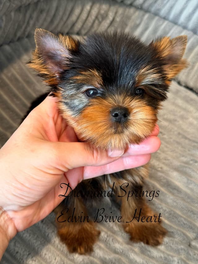 Yorkshire Terrier Puppies media 3