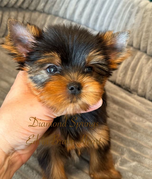 Yorkshire Terrier Puppies media 4