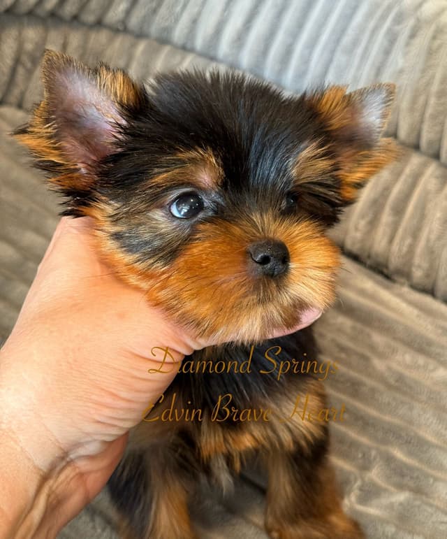 Yorkshire Terrier Puppies media 5