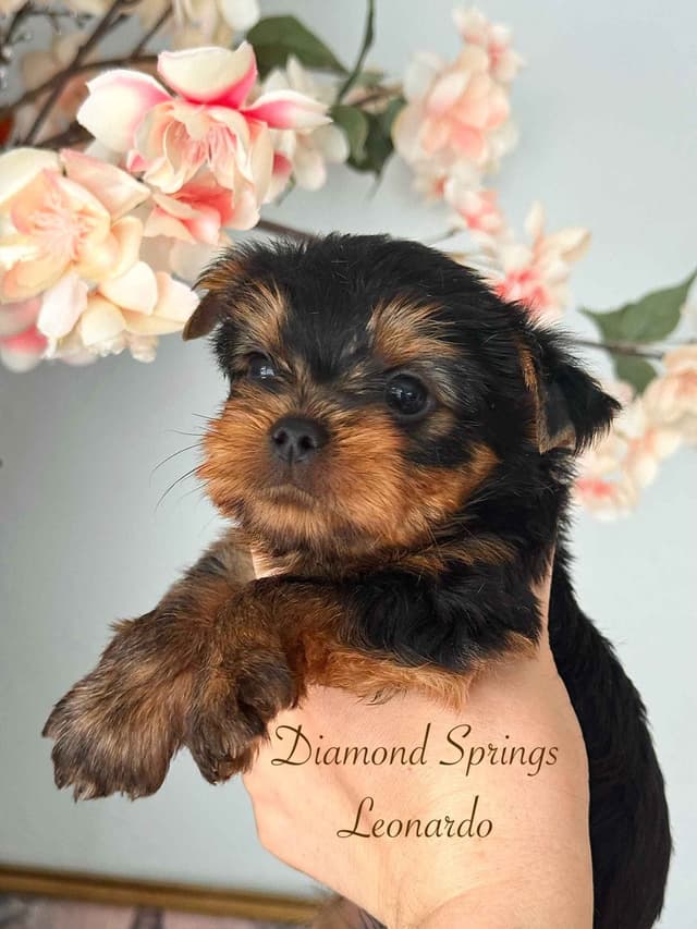 Yorkshire Terrier Puppies media 2