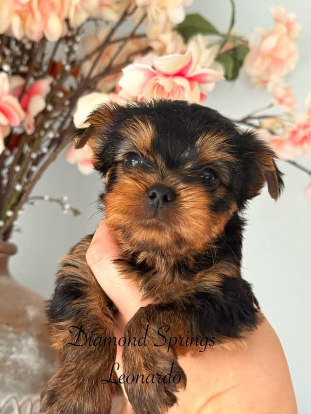 Yorkshire Terrier Puppies media 3