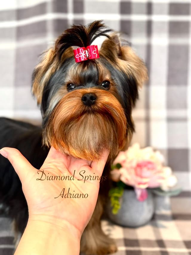 Yorkshire Terrier Puppies media 2