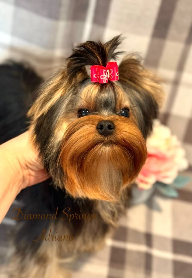 Yorkshire Terrier Puppies media 4