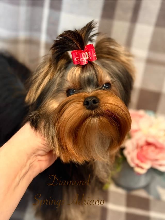 Yorkshire Terrier Puppies media 5