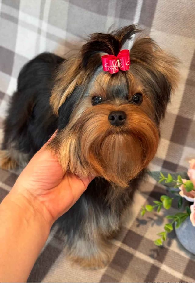 Yorkshire Terrier Puppies media 6