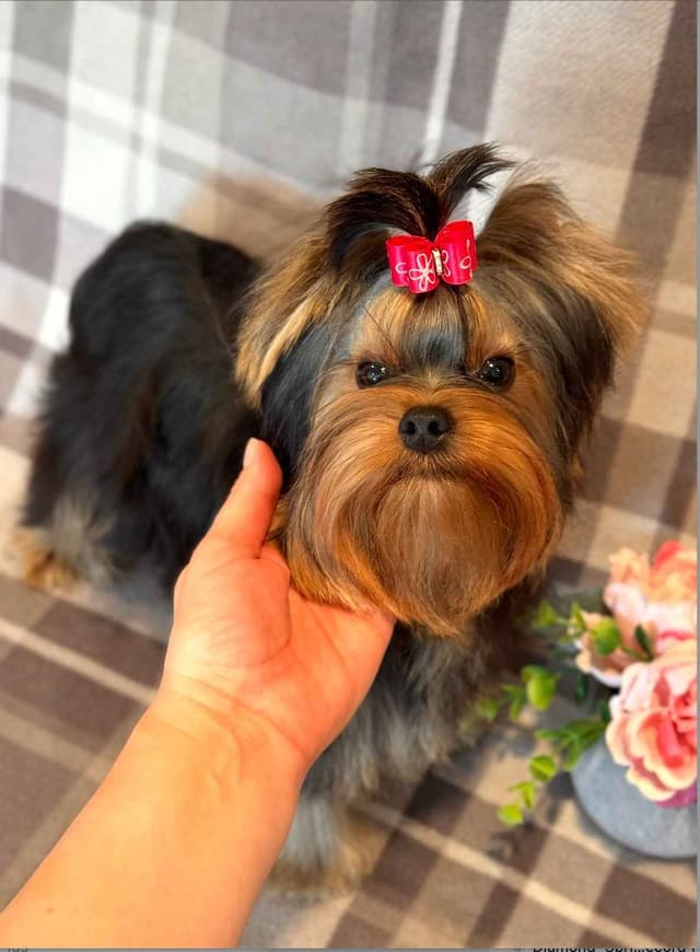 Yorkshire Terrier Puppies media 9