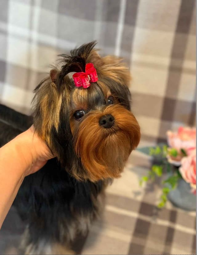 Yorkshire Terrier Puppies media 8