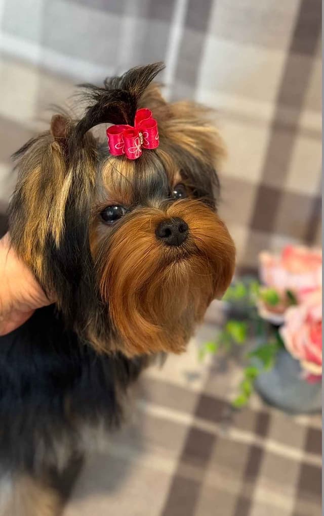 Yorkshire Terrier Puppies media 7