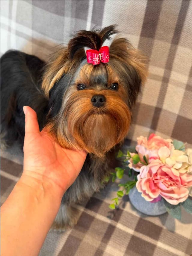 Yorkshire Terrier Puppies media 10