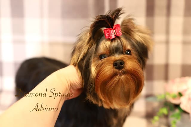 Yorkshire Terrier Puppies media 11