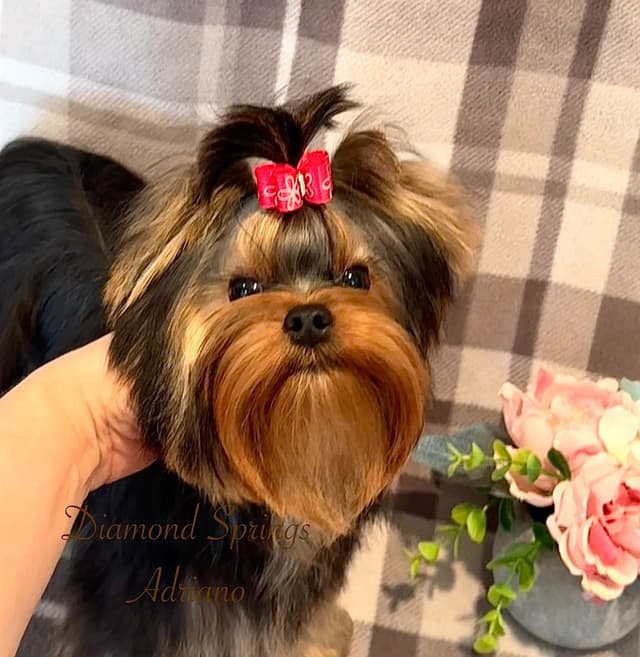 Yorkshire Terrier Puppies media 12