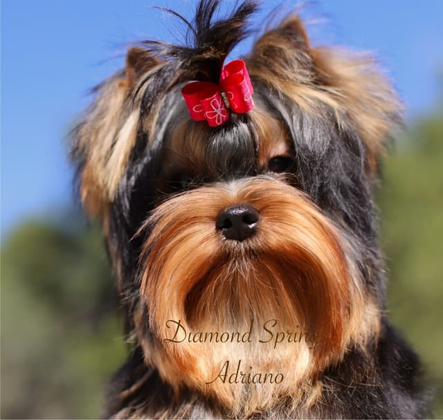 Yorkshire Terrier Puppies media 13