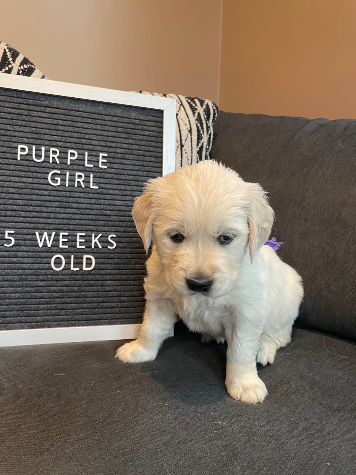 Golden Retriever Puppies breeder image 1
