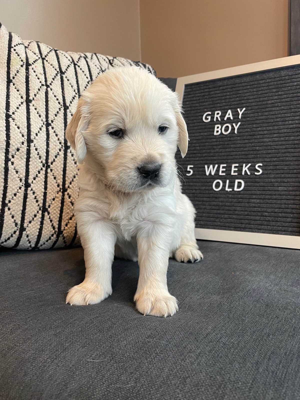 Golden Retriever Puppies breeder image 5