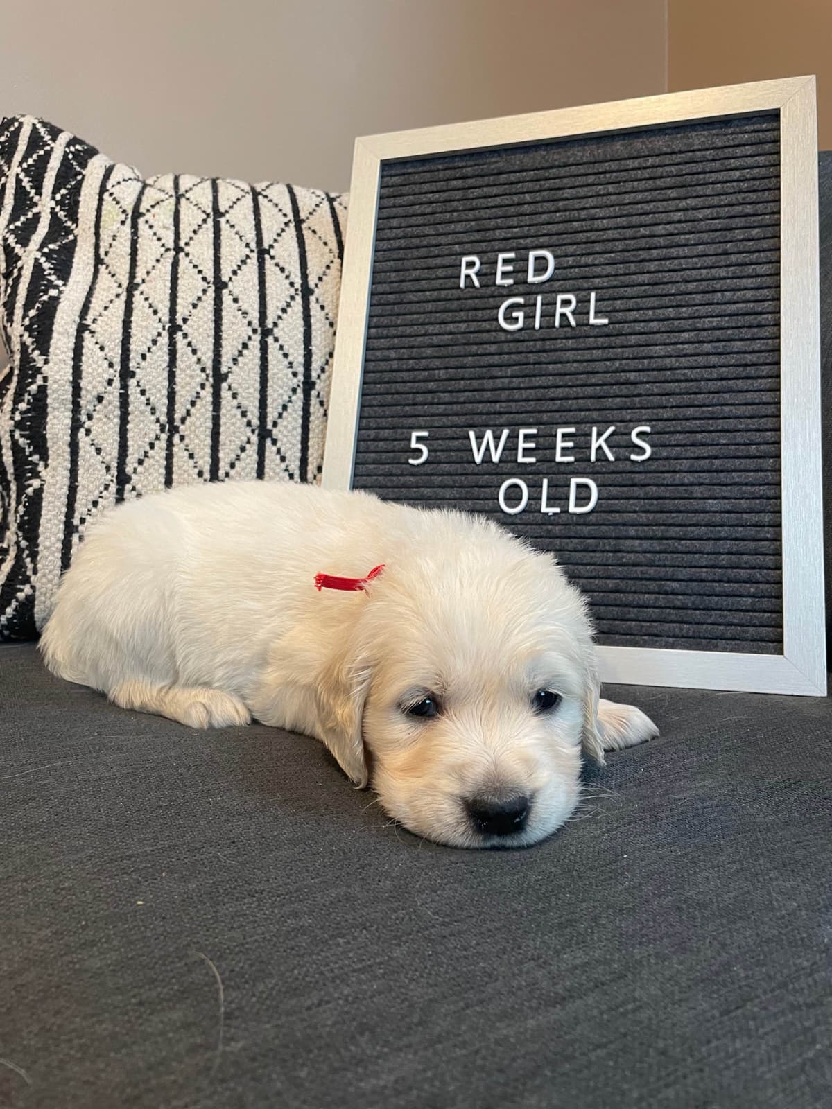 Golden Retriever Puppies breeder image 4