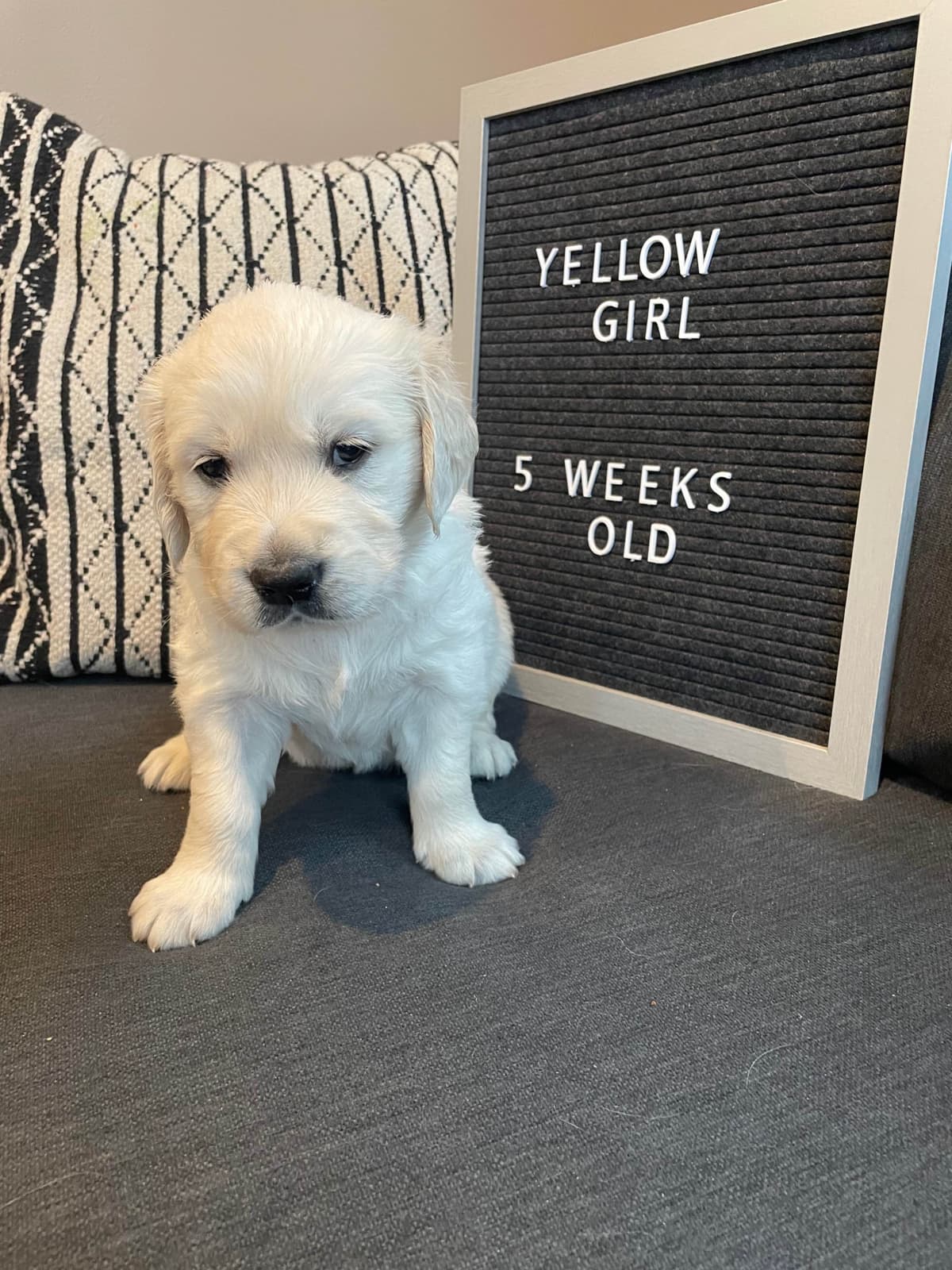 Golden Retriever Puppies breeder image 6