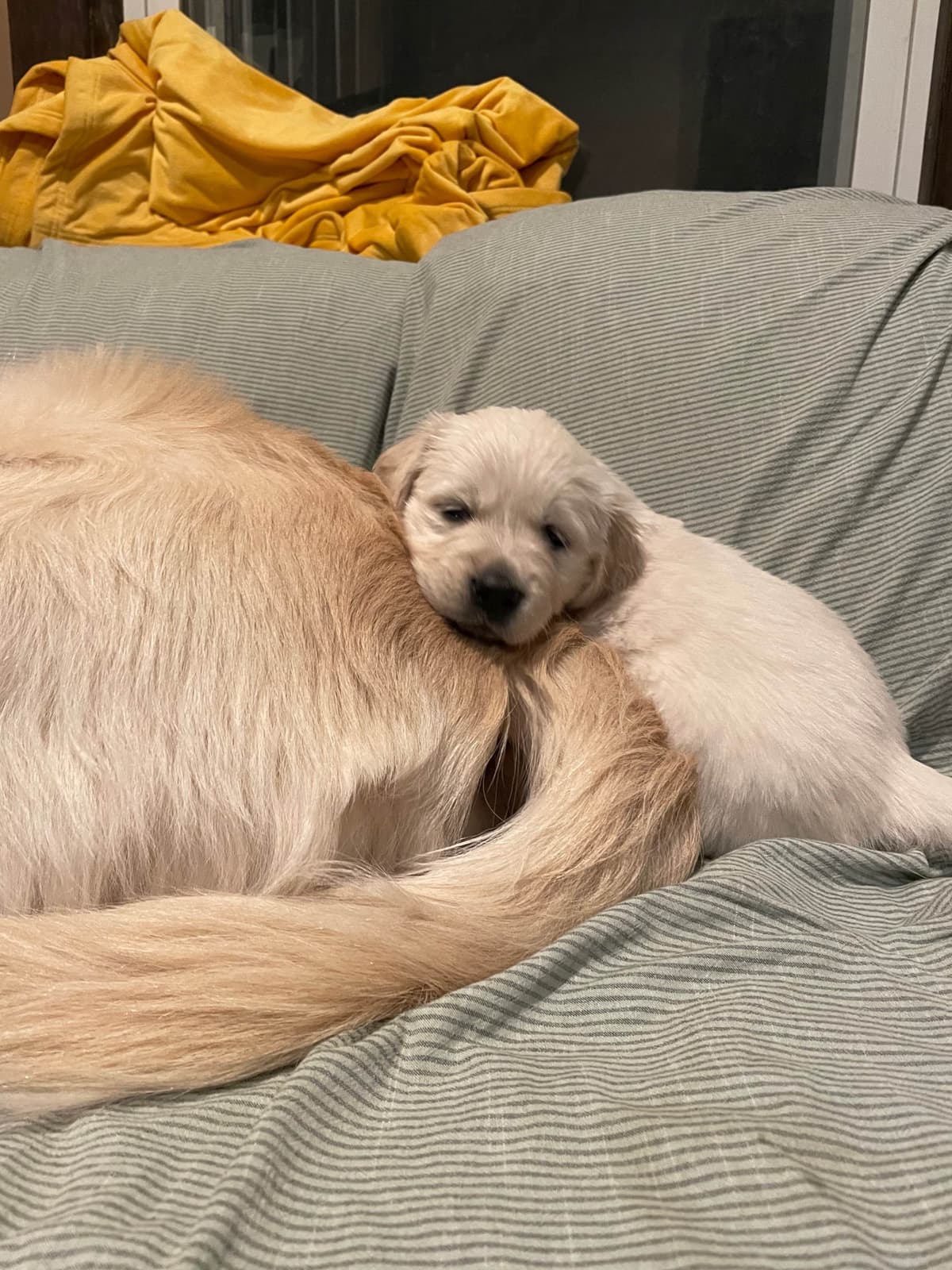 Golden Retriever Puppies breeder image 7
