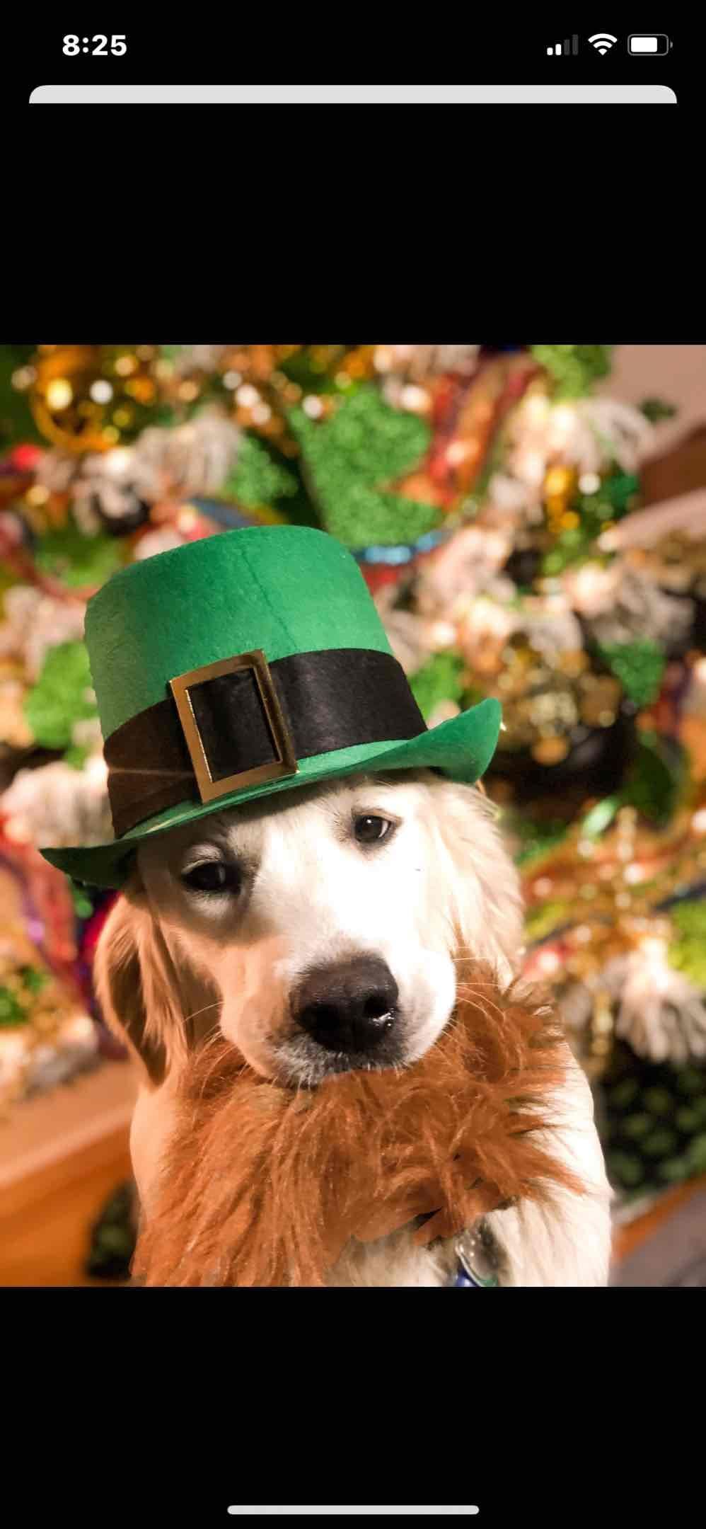 Golden Retriever Puppies breeder image 13