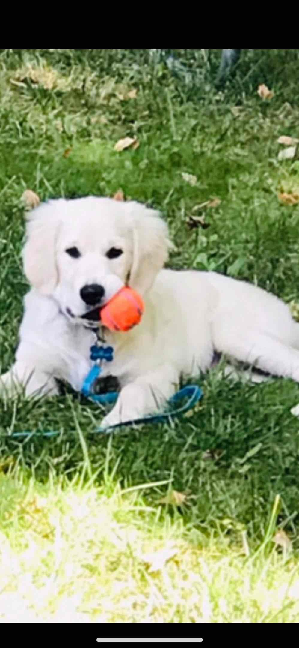 Golden Retriever Puppies breeder image 15
