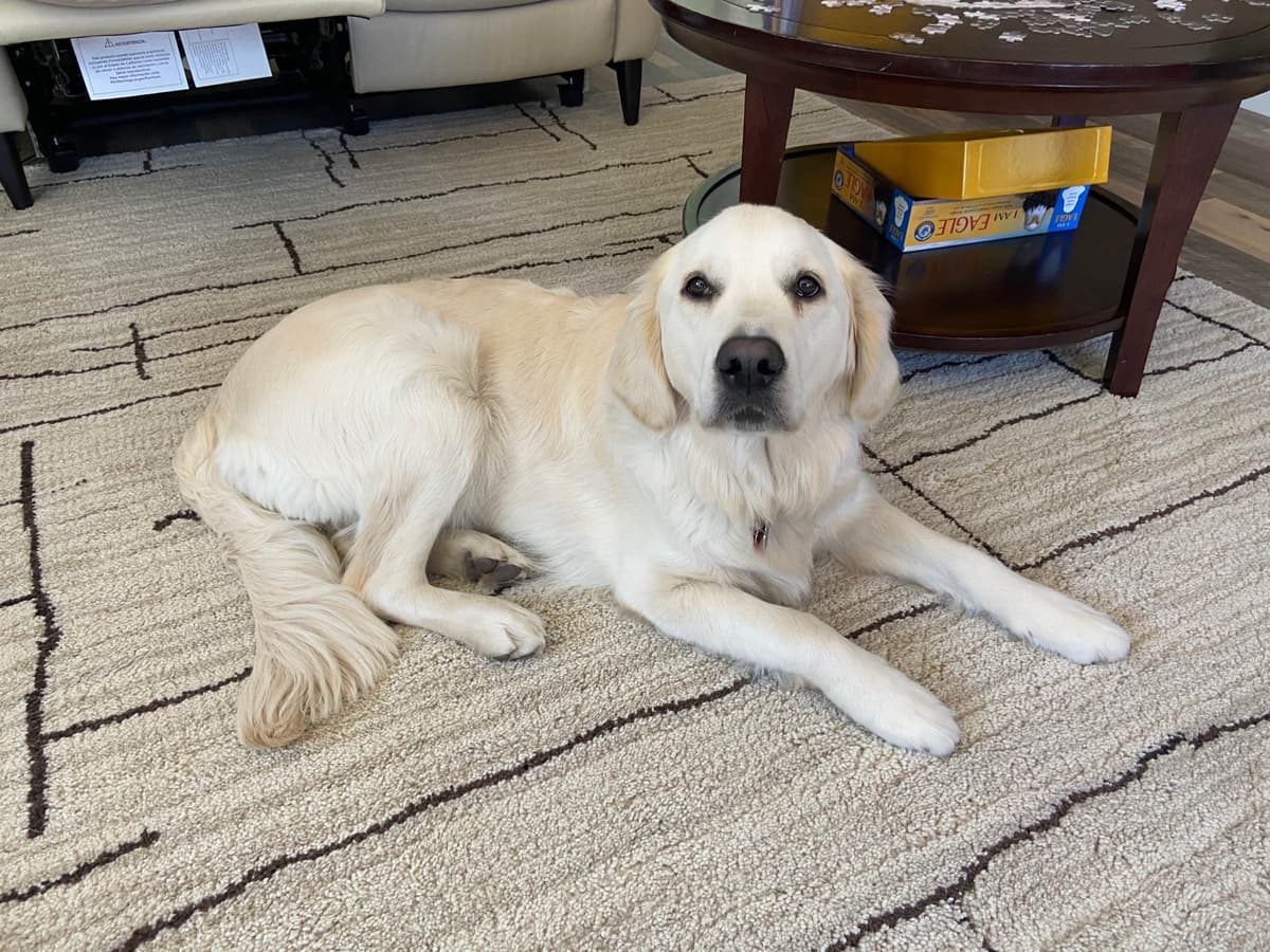 Golden Retriever Puppies breeder image 18