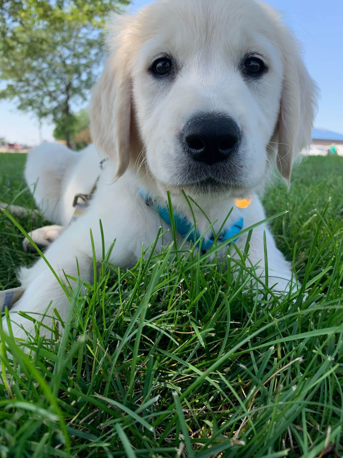 Golden Retriever Puppies breeder image 19