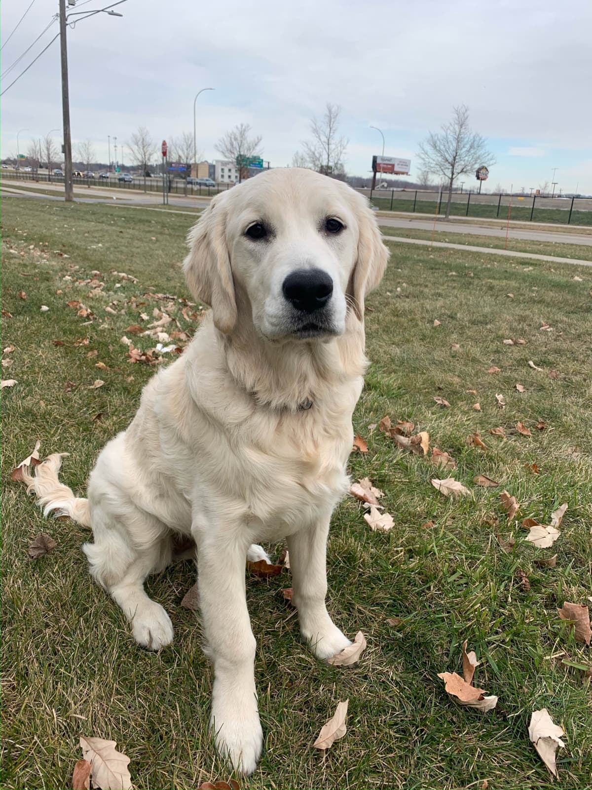 Golden Retriever Puppies breeder image 22