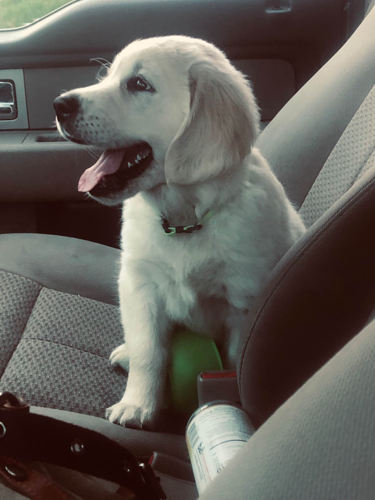 Golden Retriever Puppies breeder image 25