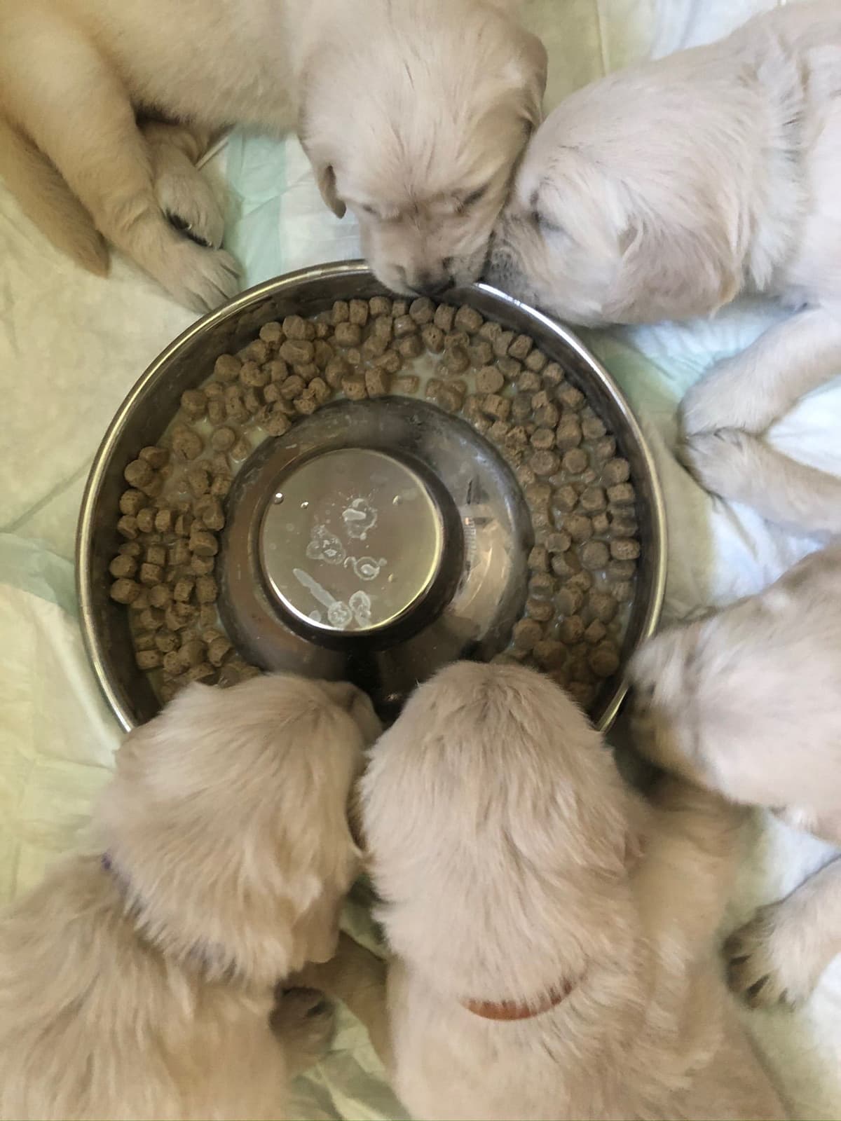 Golden Retriever Puppies breeder image 24