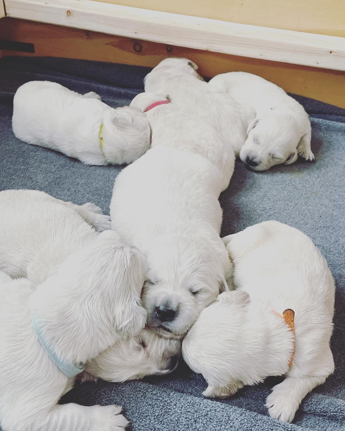 Golden Retriever Puppies breeder image 27