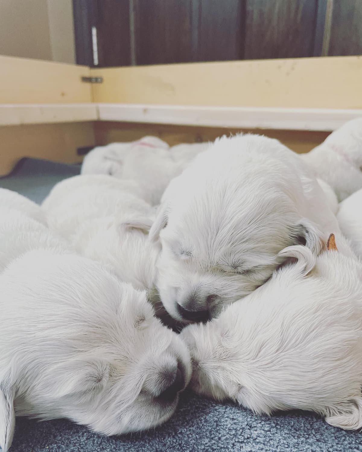 Golden Retriever Puppies breeder image 28
