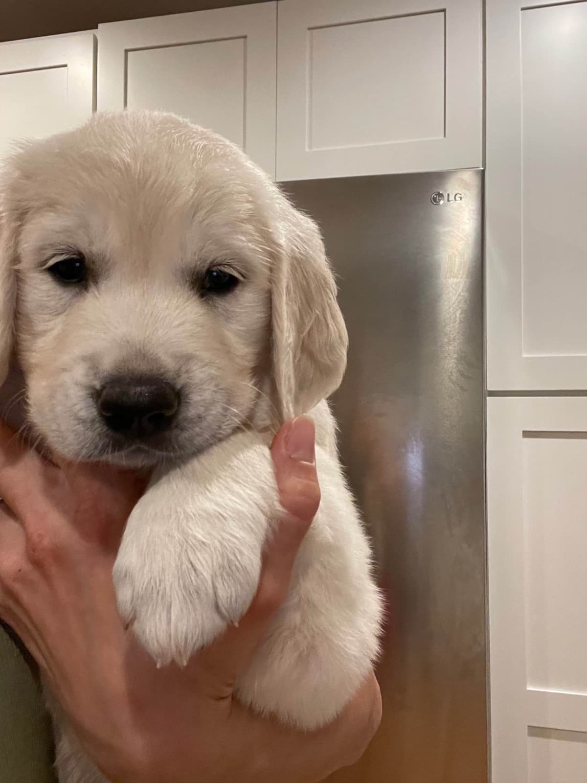 Golden Retriever Puppies breeder image 29