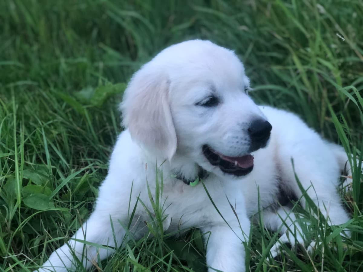 Golden Retriever Puppies breeder image 33