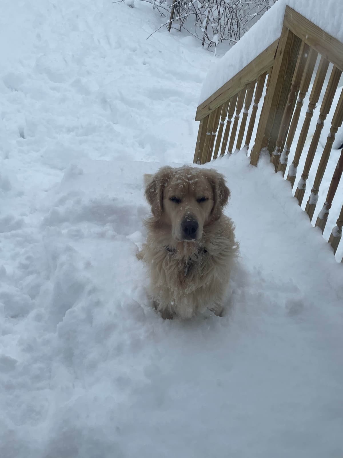 Golden Retriever Puppies breeder image 34