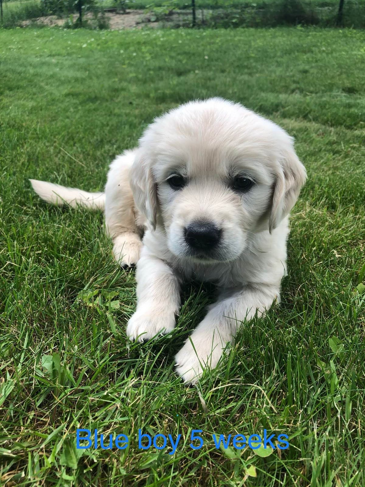 Golden Retriever Puppies breeder image 36