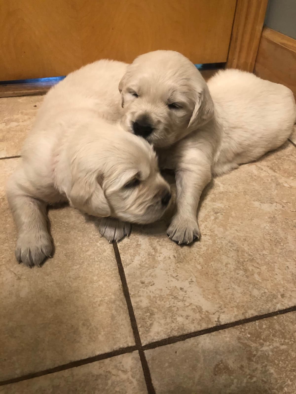 Golden Retriever Puppies breeder image 39