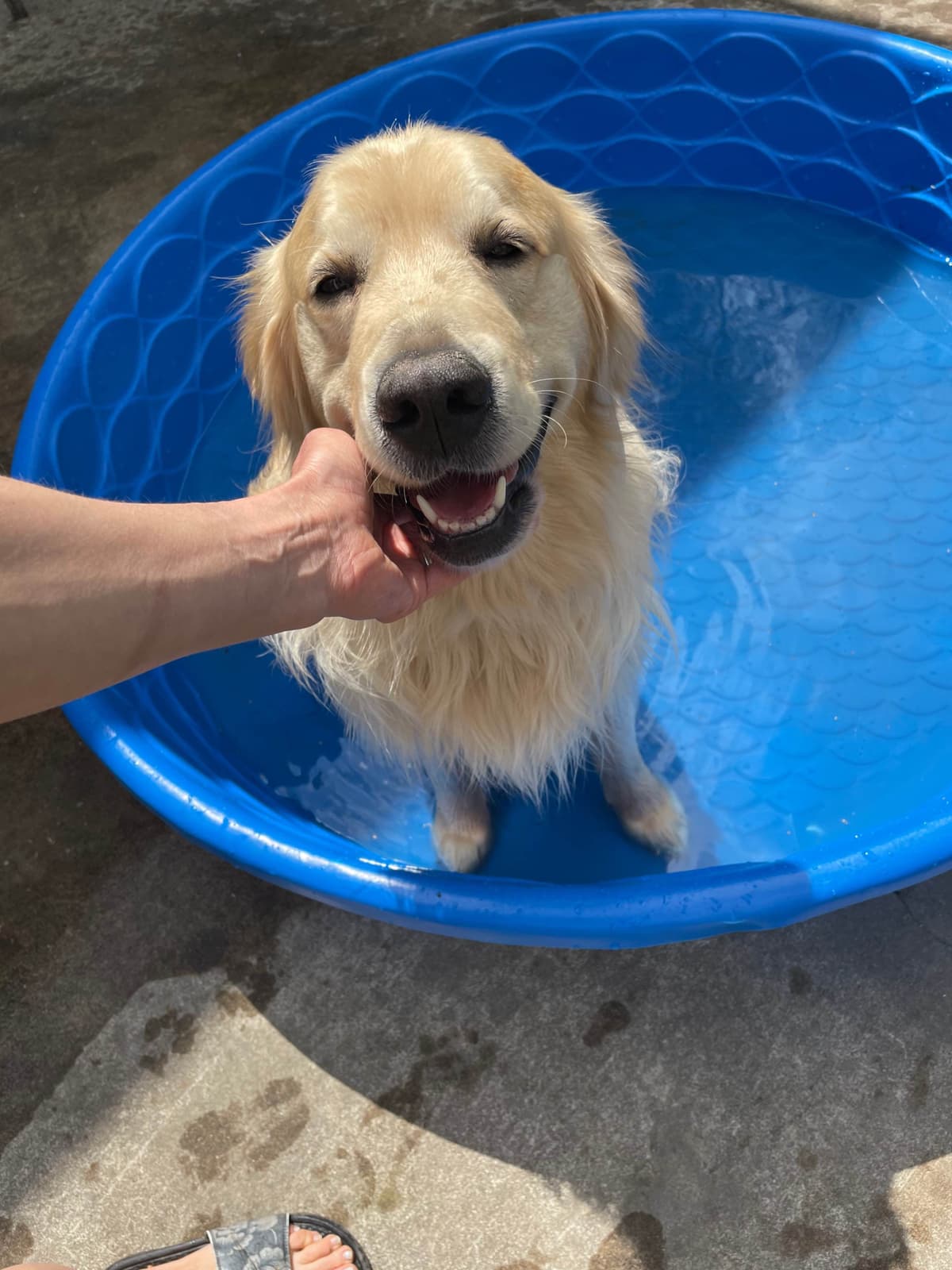 Golden Retriever Puppies breeder image 41
